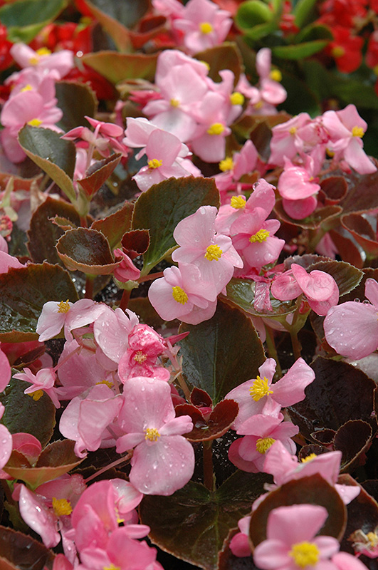 Harmony Pink Begonia (Begonia 'Harmony Pink') at Alsip Home and Nursery