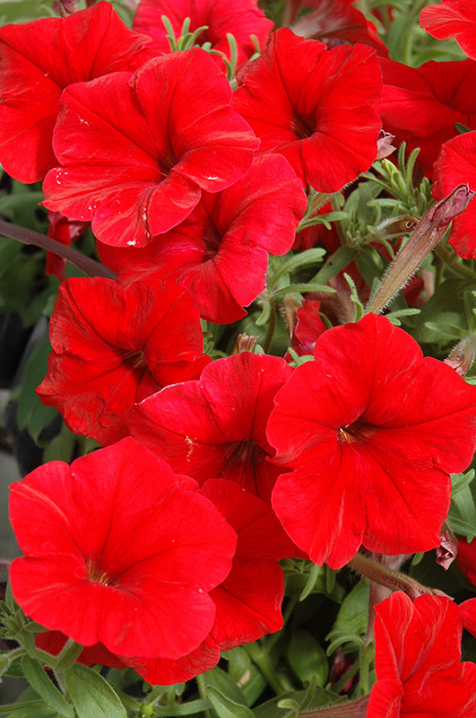 Madness Red Petunia (Petunia 'Madness Red') at Alsip Home and Nursery