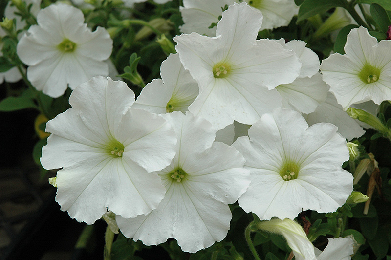 Madness White Petunia (Petunia 'Madness White') at Alsip Home and Nursery