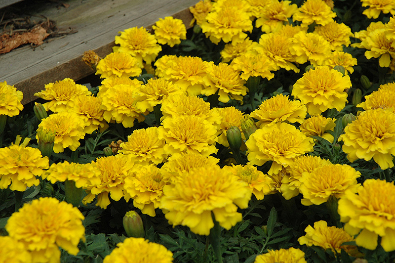 Janie Bright Yellow Marigold (Tagetes patula 'Janie Bright Yellow') at Alsip Home and Nursery