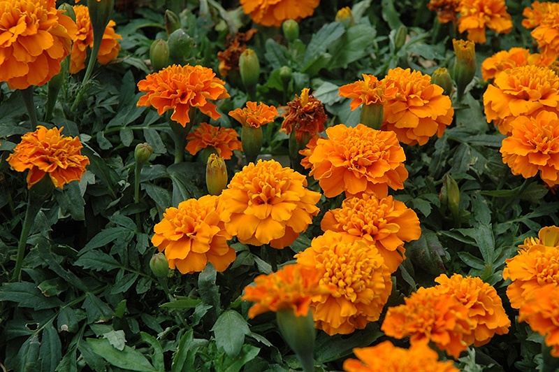 Janie Deep Orange Marigold (Tagetes patula 'Janie Deep Orange') at Alsip Home and Nursery