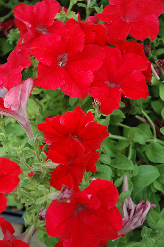 Dreams Red Petunia (Petunia 'Dreams Red') at Alsip Home and Nursery