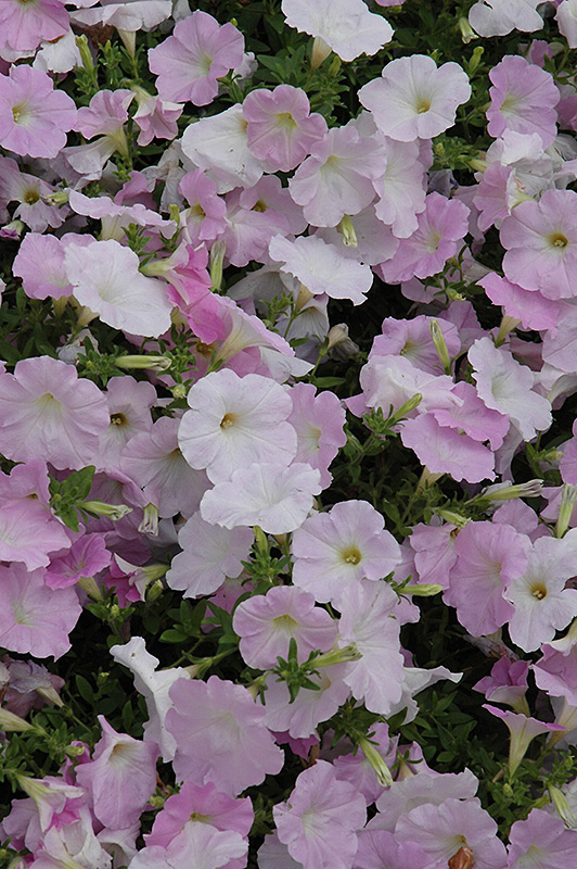Wave Misty Lilac Petunia (Petunia 'Wave Misty Lilac') at Alsip Home and Nursery