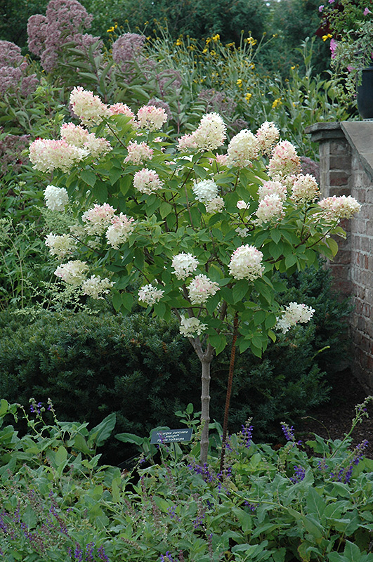 Limelight Hydrangea (tree form) (Hydrangea paniculata 'Limelight (tree form)') at Alsip Home and Nursery