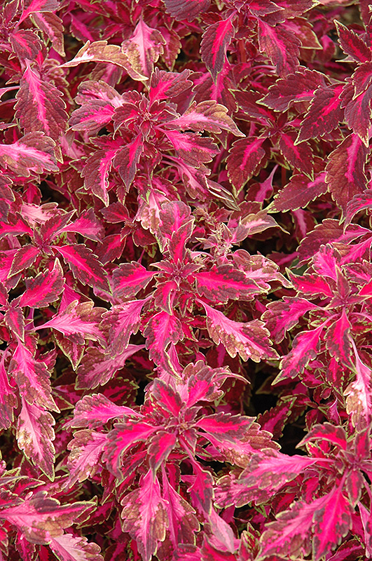 Chaotic Rose Coleus (Solenostemon scutellarioides 'Chaotic Rose') at Alsip Home and Nursery