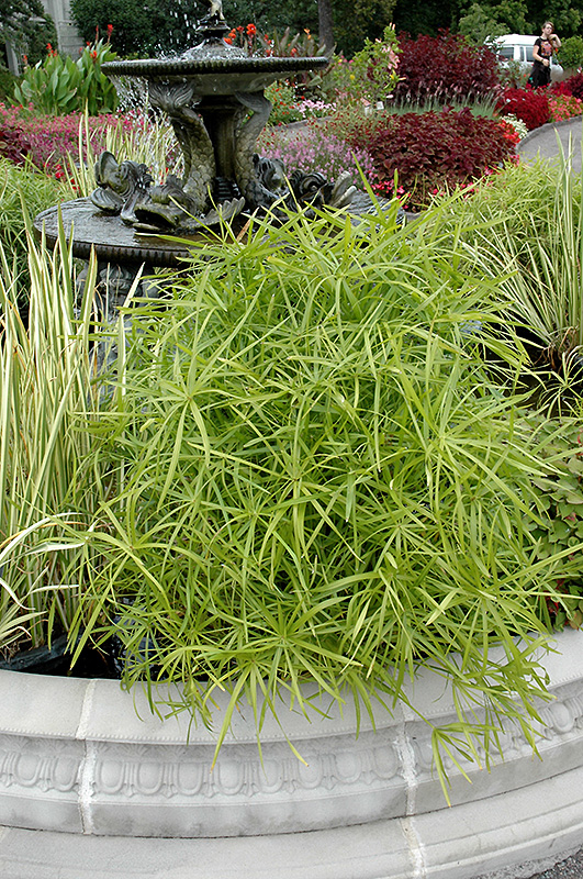 Umbrella Plant (Cyperus alternifolius) at Alsip Home and Nursery