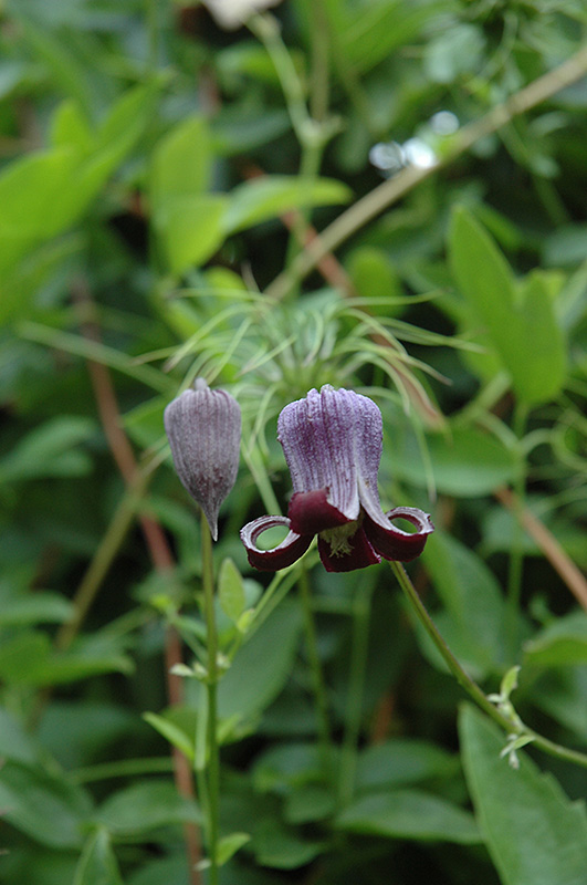 Swamp Leather Flower (Clematis crispa) in Frankfort Chicago St Johns ...