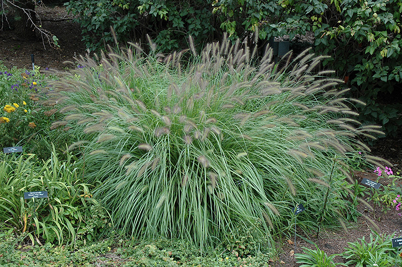 Fountain Grass (Pennisetum alopecuroides) at Alsip Home and Nursery