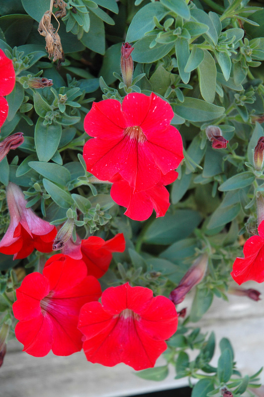 Surfinia Red Petunia (Petunia 'Surfinia Red') at Alsip Home and Nursery