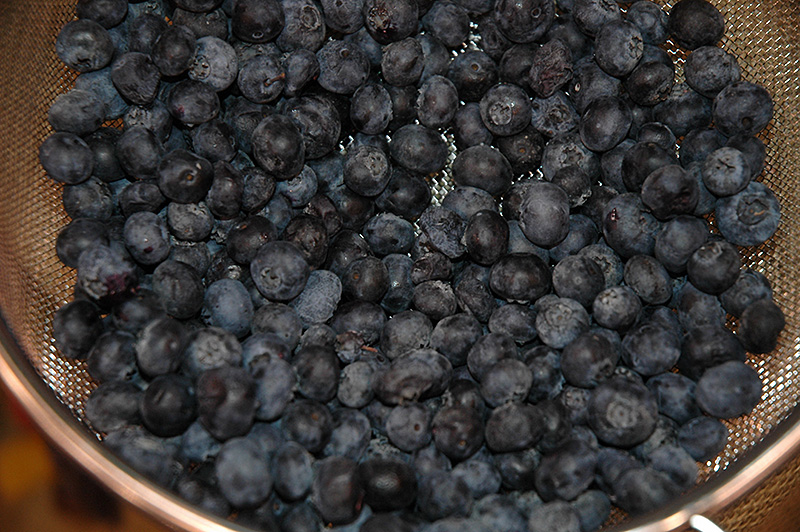 Brigitta Blueberry (Vaccinium corymbosum 'Brigitta') at Alsip Home and Nursery