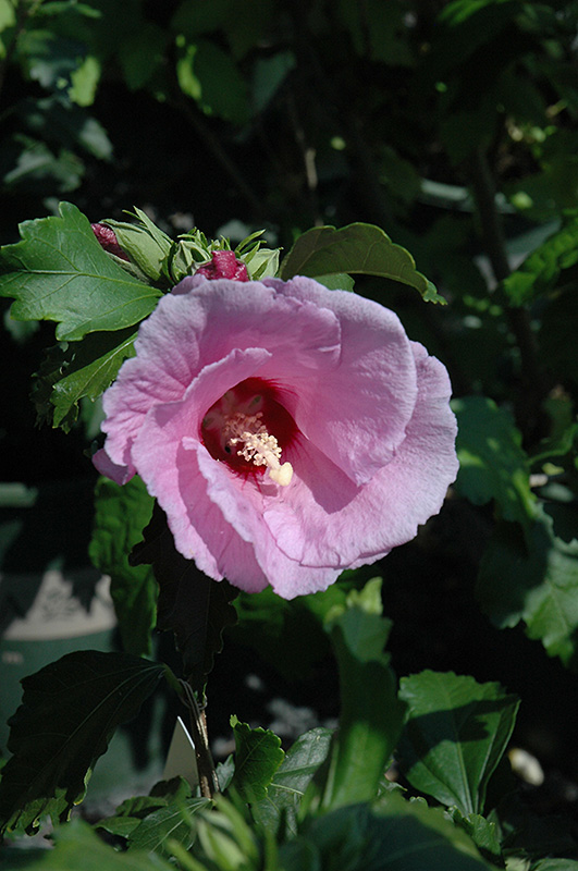 Minerva Rose of Sharon (Hibiscus syriacus 'Minerva') at Alsip Home and Nursery