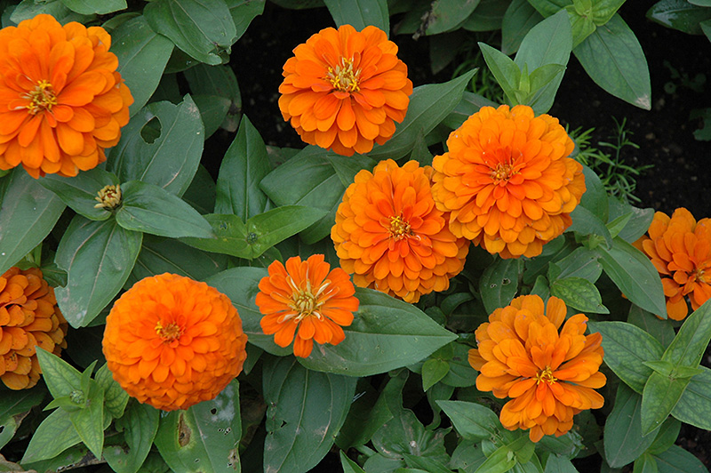 Magellan Orange Zinnia (Zinnia 'Magellan Orange') at Alsip Home and Nursery