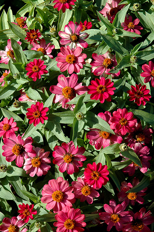 Zahara Coral Rose Zinnia (Zinnia 'Zahara Coral Rose') at Alsip Home and Nursery