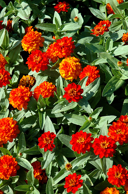 Profusion Double Fire Zinnia (Zinnia 'Profusion Double Fire') at Alsip Home and Nursery