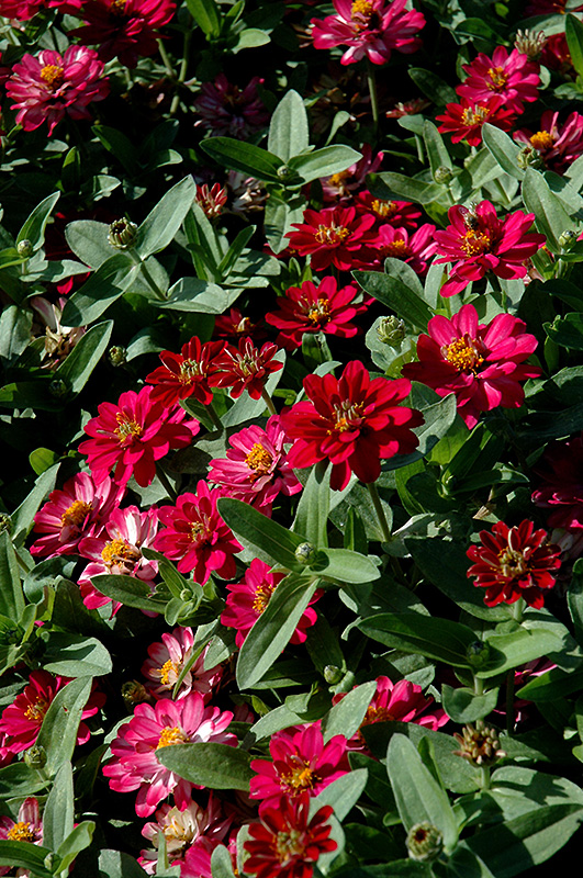Profusion Double Cherry Zinnia (Zinnia 'Profusion Double Cherry') at Alsip Home and Nursery