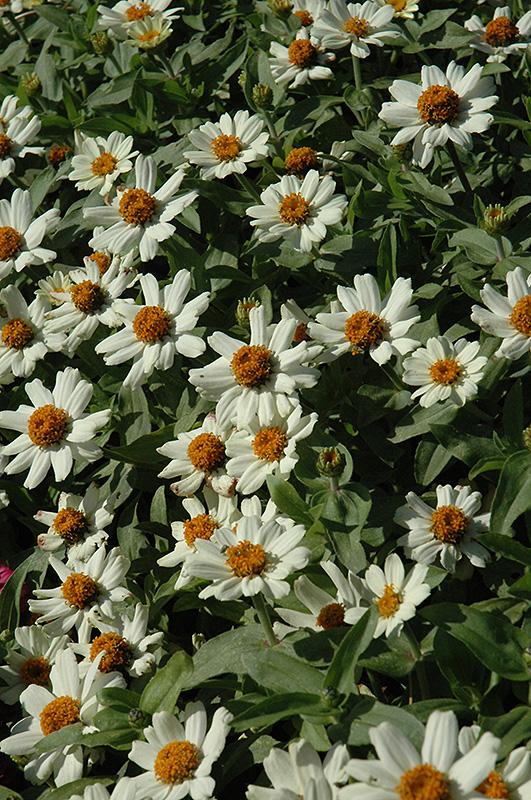 UpTown White Wall Zinnia (Zinnia 'UpTown White Wall') at Alsip Home and Nursery