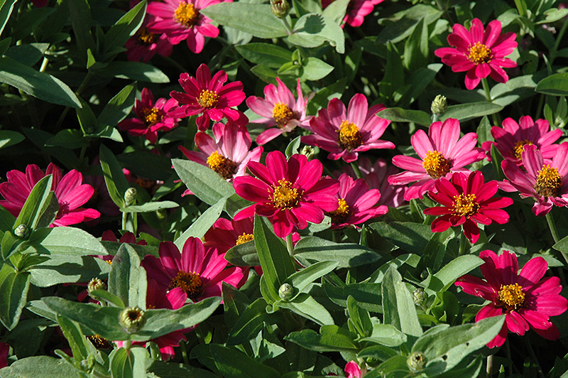 UpTown Pink Champagne Zinnia (Zinnia 'UpTown Pink Champagne') at Alsip Home and Nursery