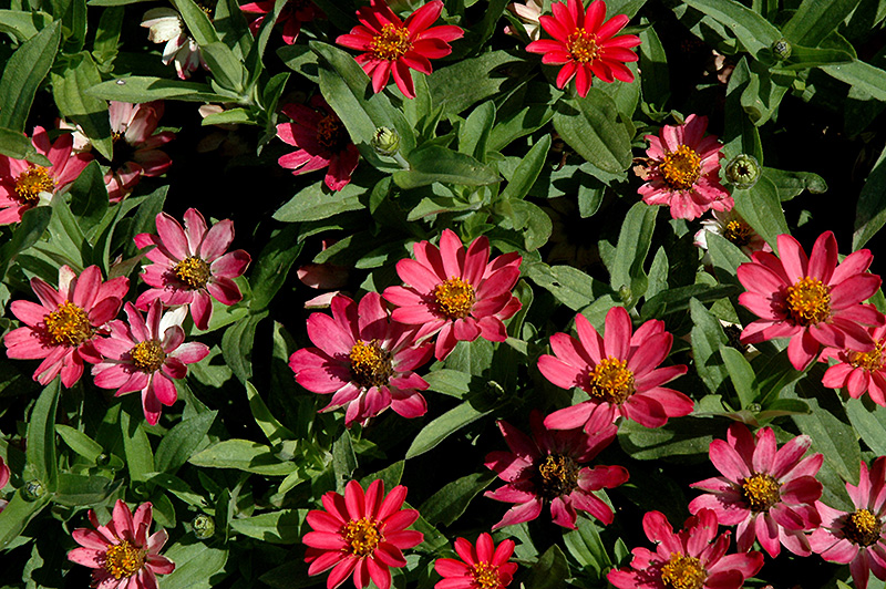 Profusion Coral Pink Zinnia (Zinnia 'Profusion Coral Pink') at Alsip Home and Nursery