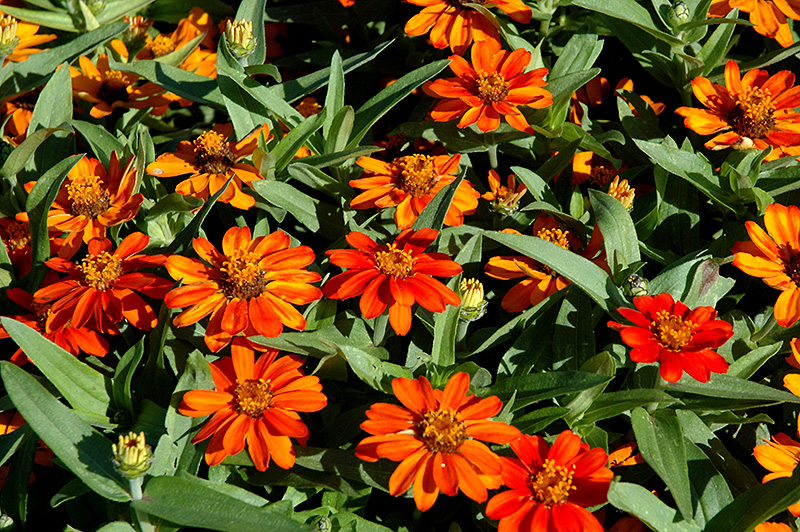 Profusion Orange Zinnia (Zinnia 'Profusion Orange') at Alsip Home and Nursery