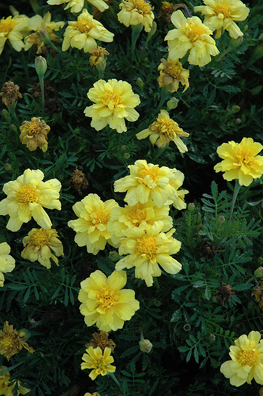 Janie Primrose Yellow Marigold (Tagetes patula 'Janie Primrose Yellow') at Alsip Home and Nursery