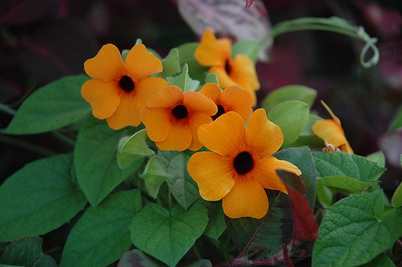Sunny Susy Red Orange Black-Eyed Susan (Thunbergia alata 'Sunny Susy Red Orange') at Alsip Home and Nursery
