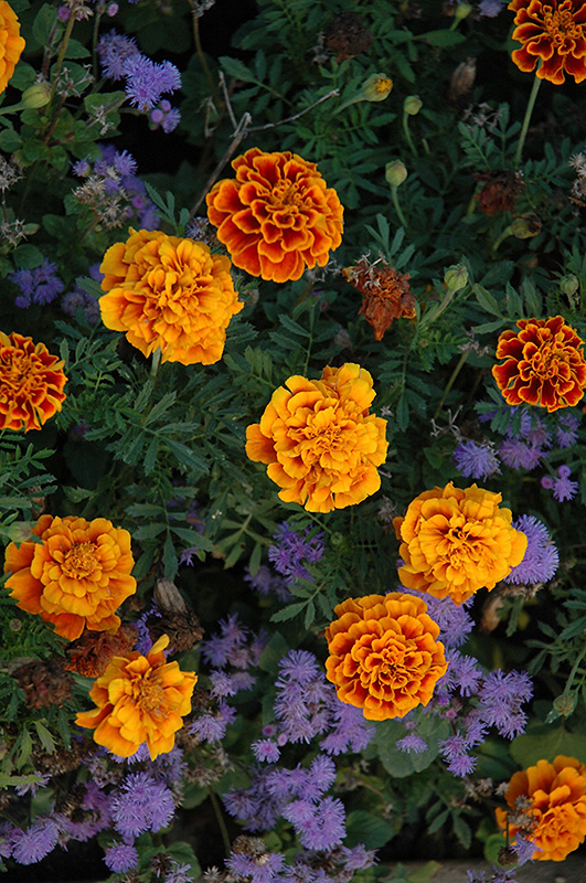 Golden Gate Marigold (Tagetes patula 'Golden Gate') at Alsip Home and Nursery