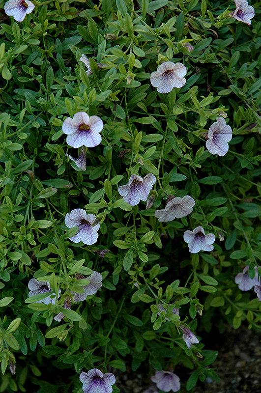 Superbells Trailing Lilac Mist Calibrachoa (Calibrachoa 'Superbells Trailing Lilac Mist') at Alsip Home and Nursery