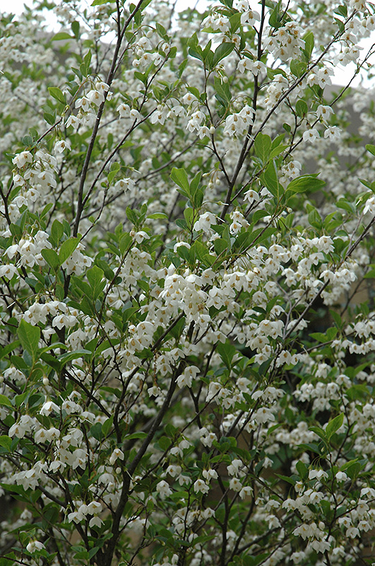 Snowcone Japanese Snowbell (Styrax japonicus 'JFS-D') at Alsip Home and Nursery