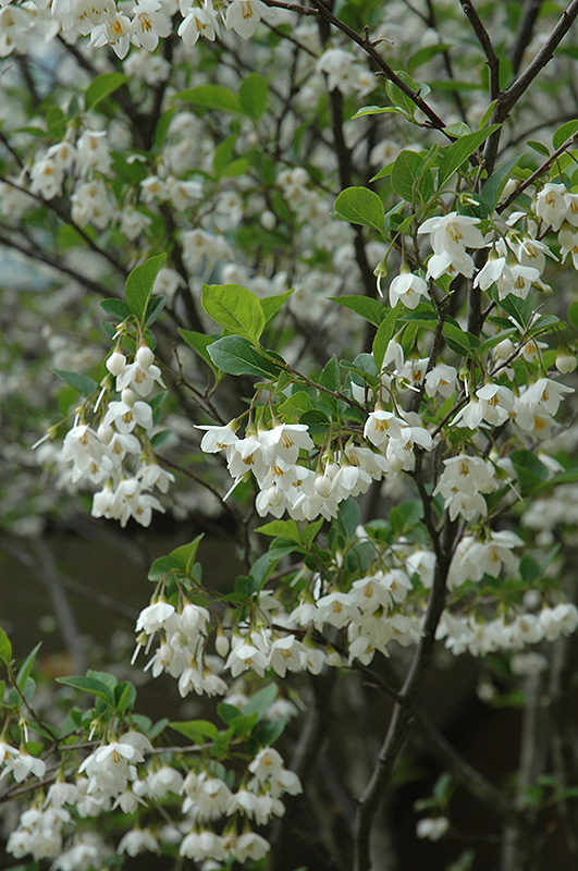 Japanese Snowbell (Styrax japonicus) at Alsip Home and Nursery