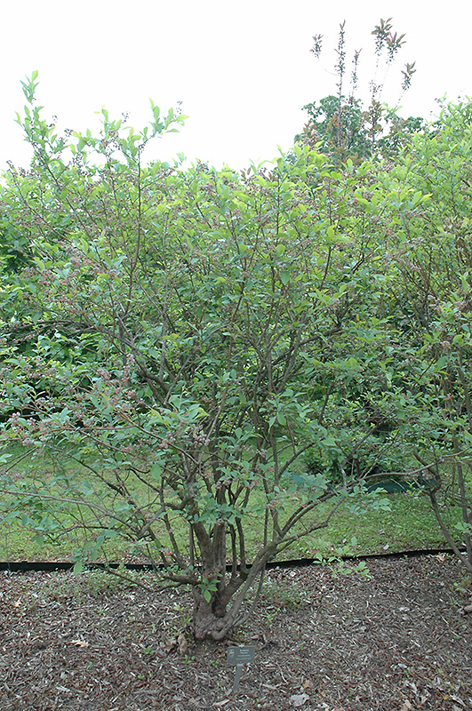 Premier Rabbiteye Blueberry (Vaccinium ashei 'Premier') at Alsip Home and Nursery
