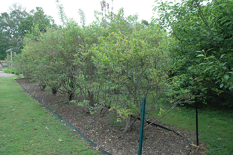 Southland Rabbiteye Blueberry (Vaccinium ashei 'Southland') at Alsip Home and Nursery