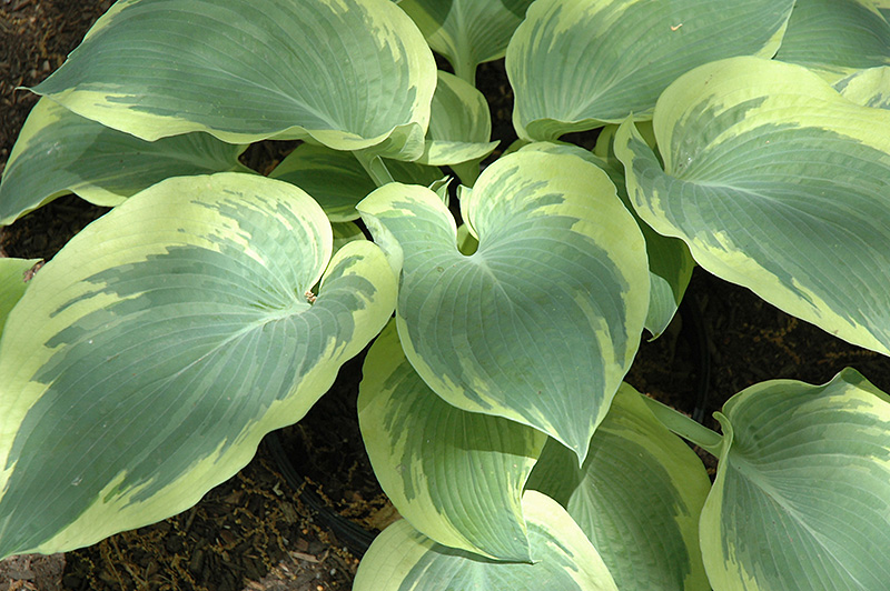 Northern Exposure Hosta (Hosta 'Northern Exposure') at Alsip Home and Nursery