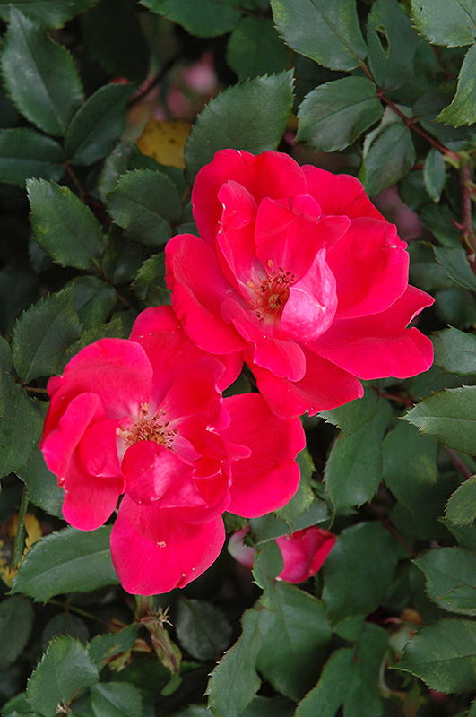Red Knock Out Rose (Rosa 'Red Knock Out') at Alsip Home and Nursery
