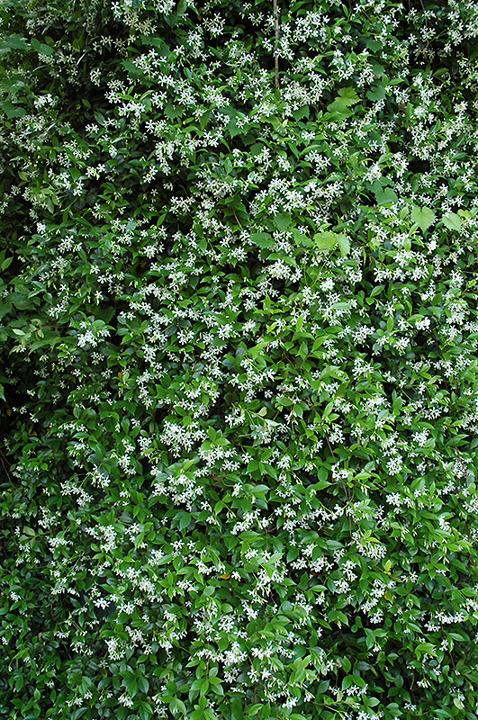 Confederate Star-Jasmine (Trachelospermum jasminoides) at Alsip Home and Nursery