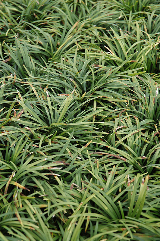 Dwarf Mondo Grass (Ophiopogon japonicus 'Nanus') at Alsip Home and Nursery