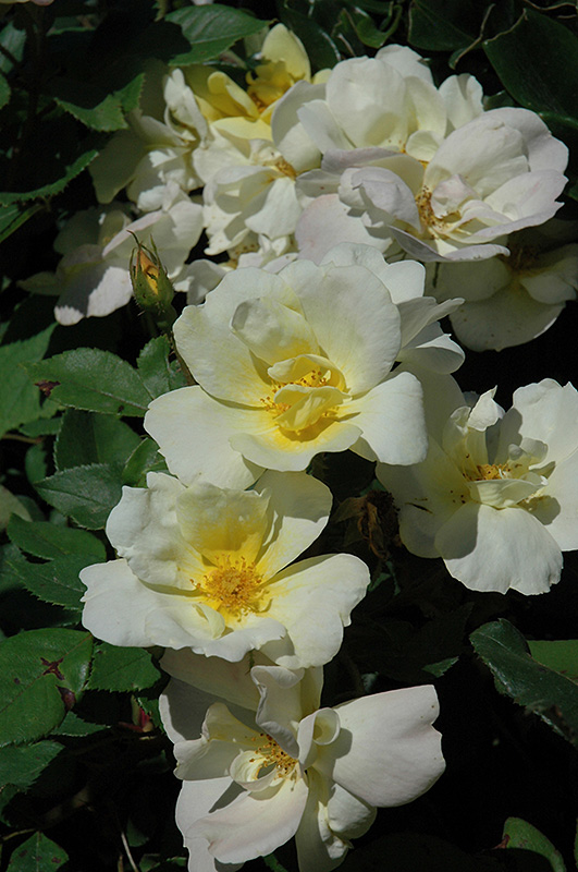 Sunny Knock Out Rose (Rosa 'Radsunny') at Alsip Home and Nursery
