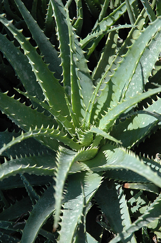 Hedgehog Aloe (Aloe humilis 'Hedgehog') at Alsip Home and Nursery