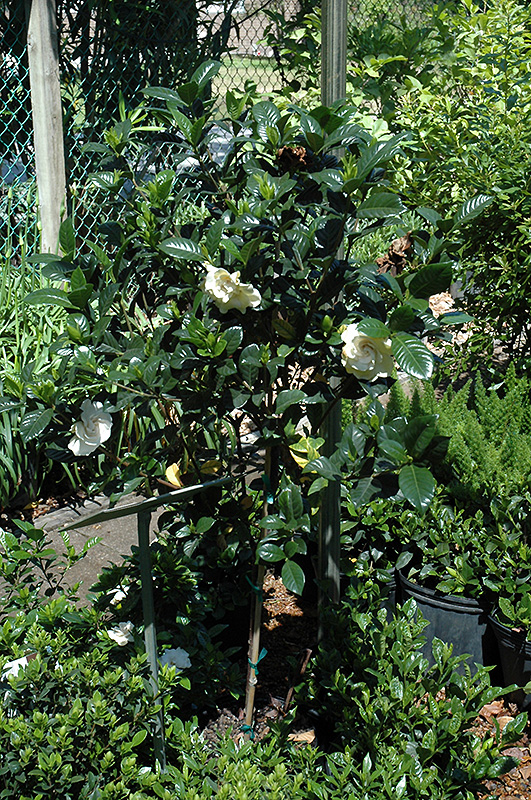 Gardenia (tree form) (Gardenia jasminoides '(tree form)') at Alsip Home and Nursery