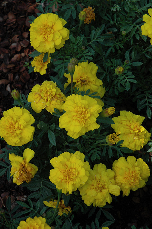 Alumia Yellow Marigold (Tagetes patula 'Alumia Yellow') at Alsip Home and Nursery