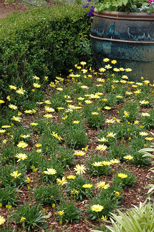 Voltage Yellow African Daisy (Osteospermum 'Voltage Yellow') at Alsip Home and Nursery