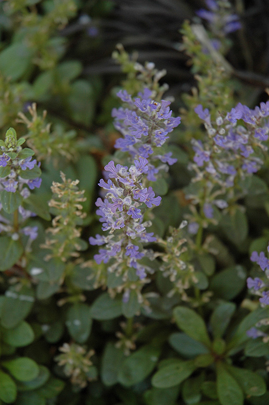 Mint Chip Bugleweed (Ajuga 'Mint Chip') at Alsip Home and Nursery