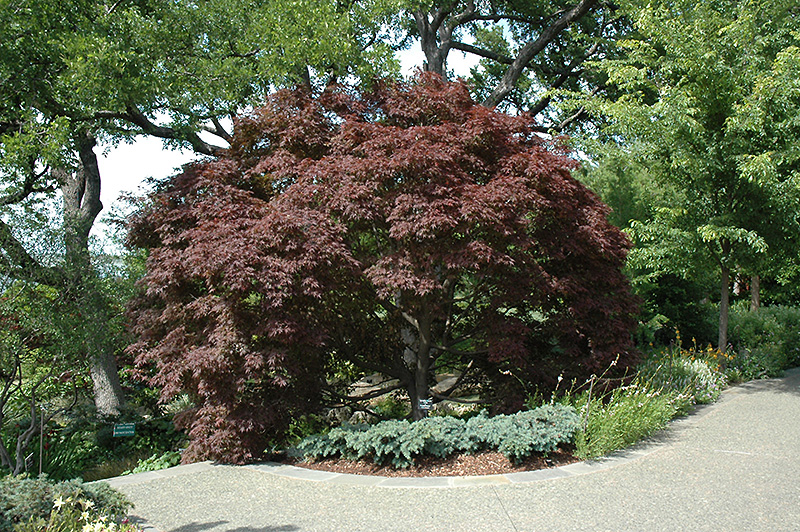 Burgundy Lace Japanese Maple (Acer palmatum 'Burgundy Lace') at Alsip Home and Nursery