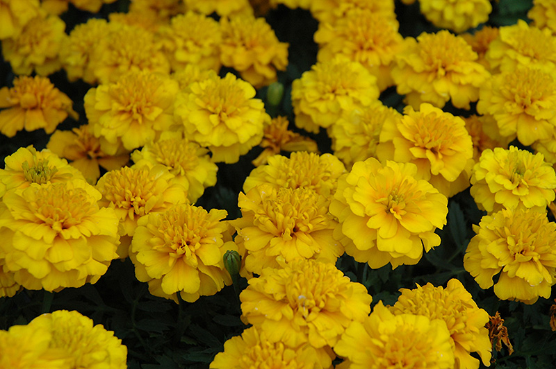 Janie Gold Marigold (Tagetes patula 'Janie Gold') at Alsip Home and Nursery