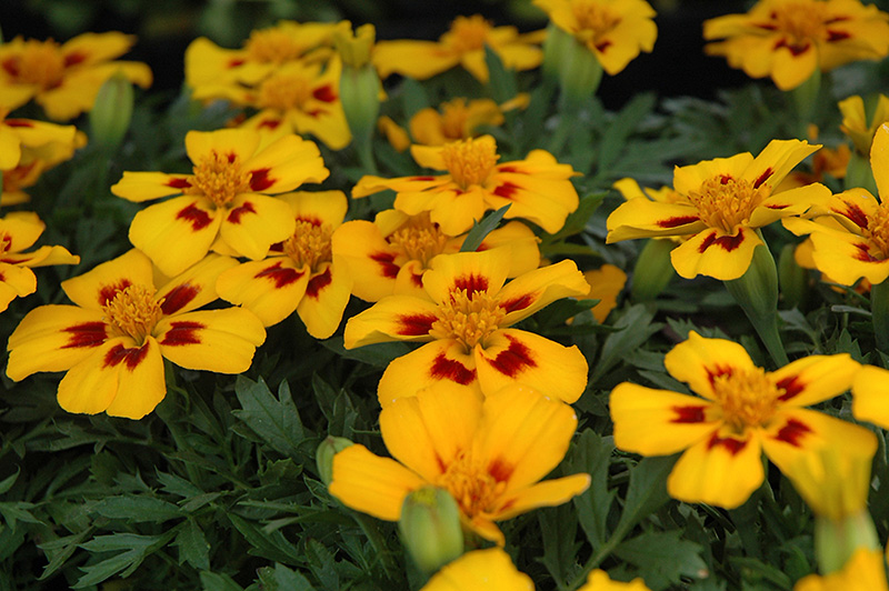 Disco Flame Marigold (Tagetes patula 'Disco Flame') at Alsip Home and Nursery