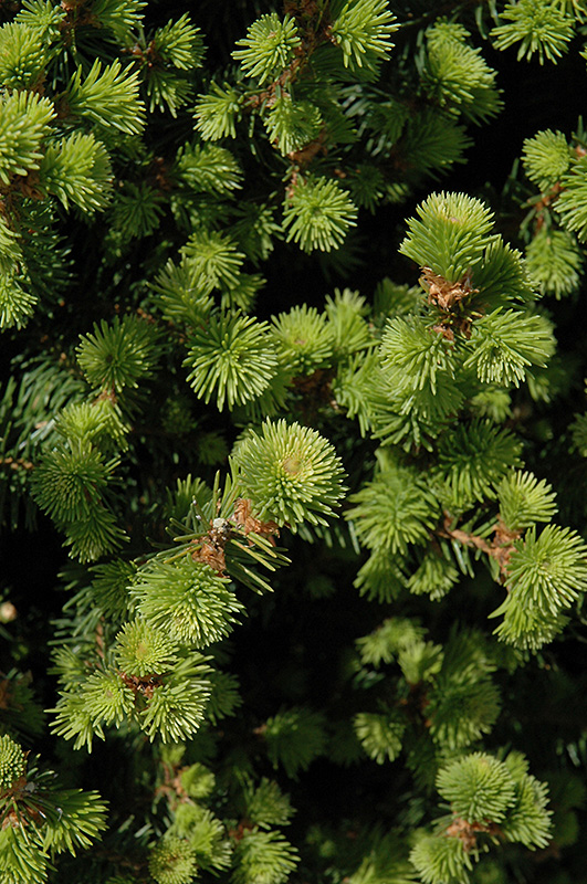 Sherwood Compact Norway Spruce (Picea abies 'Sherwood Compact') at Alsip Home and Nursery
