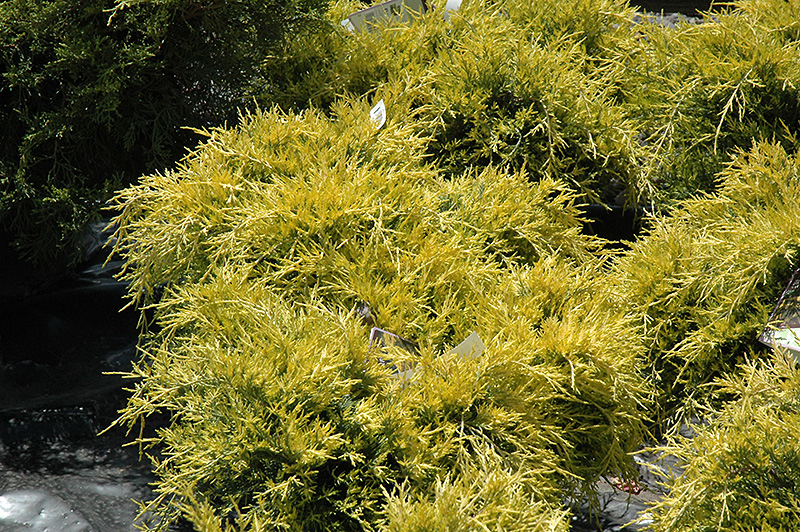 Sea Of Gold Juniper (Juniperus x media 'Sea Of Gold') at Alsip Home and Nursery