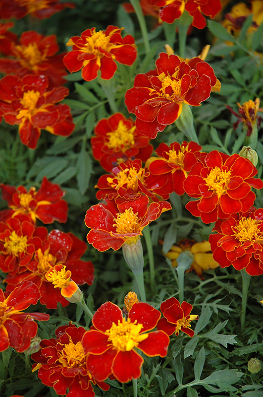 Safari Red Marigold (Tagetes patula 'Safari Red') at Alsip Home and Nursery