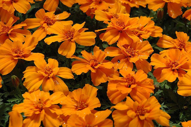 Safari Tangerine Marigold (Tagetes patula 'Safari Tangerine') at Alsip Home and Nursery