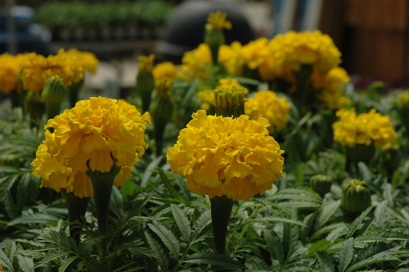 Safari Yellow Marigold (Tagetes patula 'Safari Yellow') at Alsip Home and Nursery
