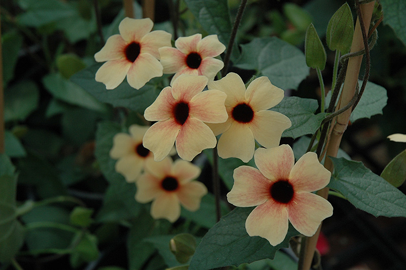 African Sunset Black-Eyed Susan (Thunbergia alata 'African Sunset') at Alsip Home and Nursery